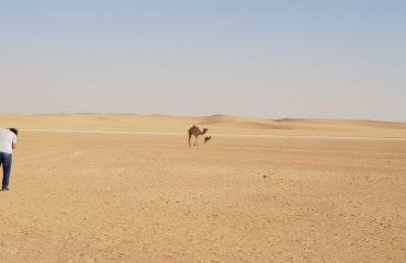 Dubai-Safari-Plus-Camel-Rock-Safari-Maliha