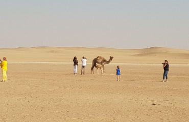 Dubai-Safari-Plus-Camel-Rock-Safari-Maliha