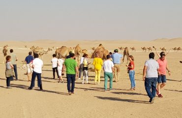 Dubai-Safari-Plus-Camel-Rock-Safari-Maliha