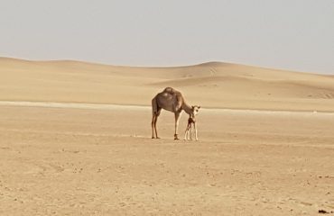 Dubai-Safari-Plus-Camel-Rock-Safari-Maliha