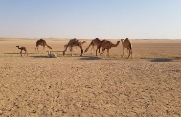 Dubai-Safari-Plus-Camel-Rock-Safari-Maliha