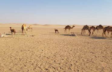 Dubai-Safari-Plus-Camel-Rock-Safari-Maliha