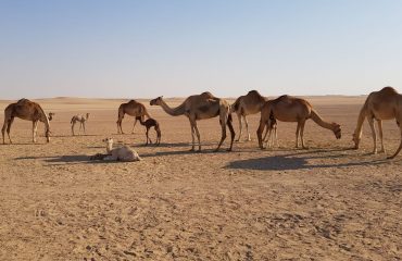 Dubai-Safari-Plus-Camel-Rock-Safari-Maliha