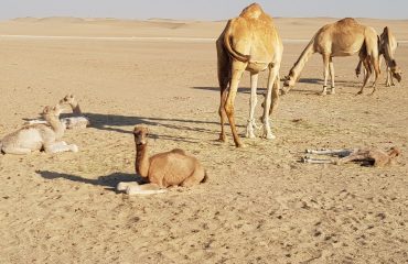 Dubai-Safari-Plus-Camel-Rock-Safari-Maliha