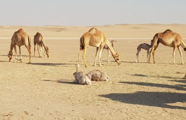 Dubai-Safari-Plus-Camel-Rock-Safari-Maliha