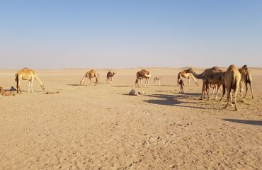 Dubai-Safari-Plus-Camel-Rock-Safari-Maliha