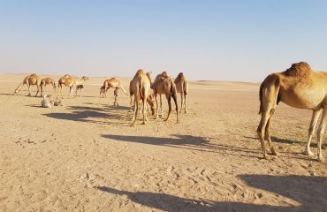 Dubai-Safari-Plus-Camel-Rock-Safari-Maliha