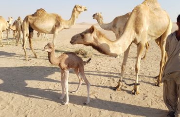 Dubai-Safari-Plus-Camel-Rock-Safari-Maliha