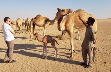 Dubai-Safari-Plus-Camel-Rock-Safari-Maliha