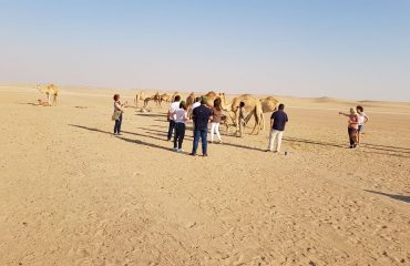 Dubai-Safari-Plus-Camel-Rock-Safari-Maliha